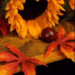 iPhone 11 Pro autumn wallpaper