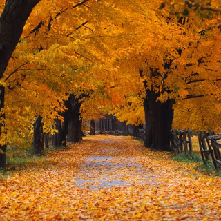 Purple and orange autumn wallpaper