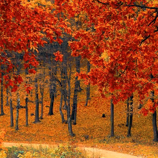 iPhone 11 Pro autumn wallpaper