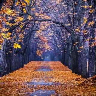 Purple and orange autumn wallpaper