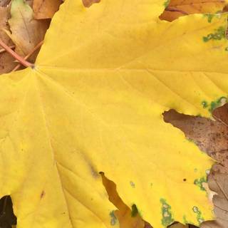 iPhone 11 Pro autumn wallpaper