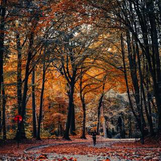 iPhone 11 Pro autumn wallpaper