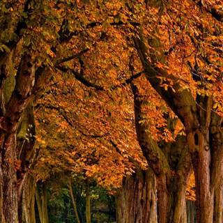 iPhone 11 Pro autumn wallpaper