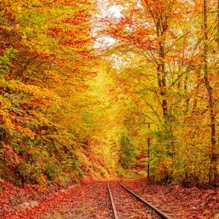 Autumn rail wallpaper