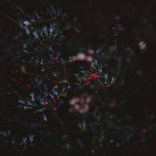 Dark autumn aesthetic wallpaper