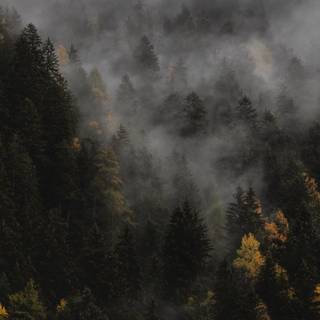 Dark autumn aesthetic wallpaper