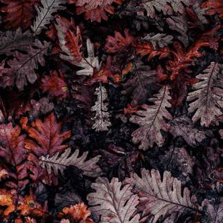 Dark autumn aesthetic wallpaper