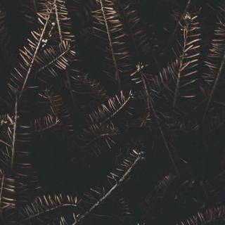 Dark autumn aesthetic wallpaper