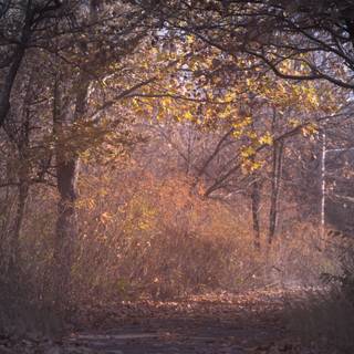 Dark autumn aesthetic wallpaper