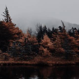 Dark autumn aesthetic wallpaper