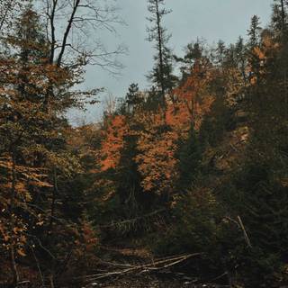 Dark autumn aesthetic wallpaper