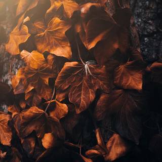Dark autumn aesthetic wallpaper