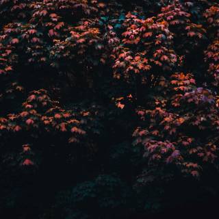 Dark autumn aesthetic wallpaper