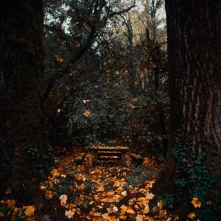 Dark autumn aesthetic wallpaper