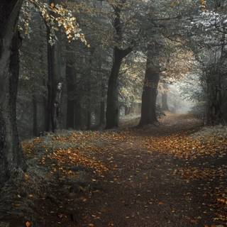 Dark autumn aesthetic wallpaper