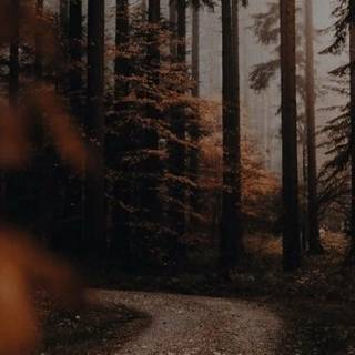 Dark autumn aesthetic wallpaper