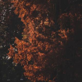 Dark autumn aesthetic wallpaper