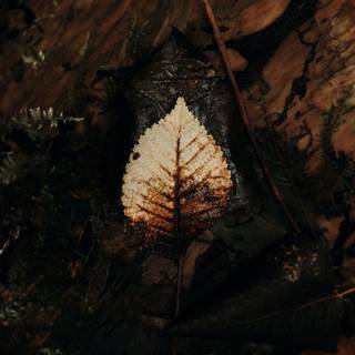 Dark autumn aesthetic wallpaper