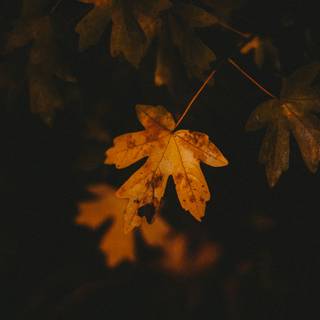 Dark autumn aesthetic wallpaper