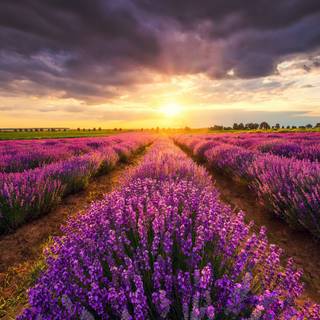 Desktop lavander wallpaper