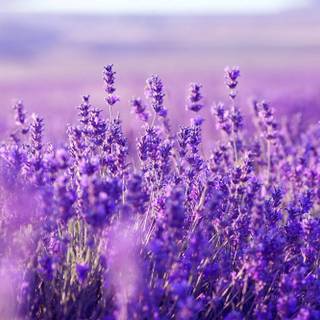 Desktop lavander wallpaper
