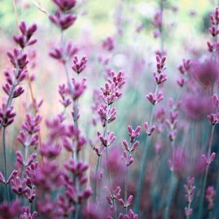 Desktop lavander wallpaper