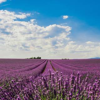Desktop lavander wallpaper
