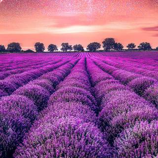 Desktop lavander wallpaper