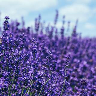 Desktop lavander wallpaper
