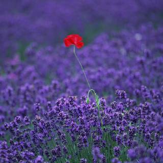 Desktop lavander wallpaper