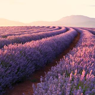 Desktop lavander wallpaper