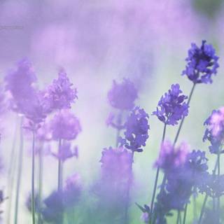 Desktop lavander wallpaper