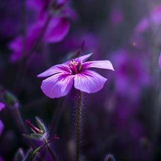 Desktop lavander wallpaper