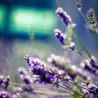 Desktop lavander wallpaper