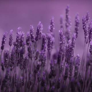 Desktop lavander wallpaper