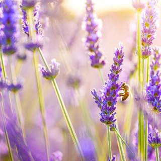 Desktop lavander wallpaper