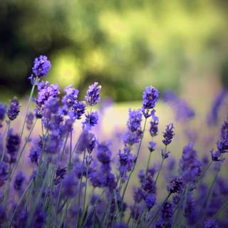 Desktop lavander wallpaper