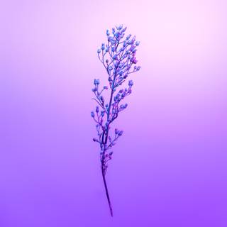 Desktop lavander wallpaper