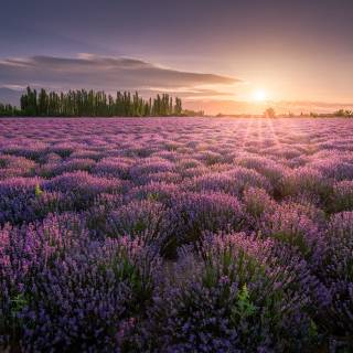 Desktop lavander wallpaper