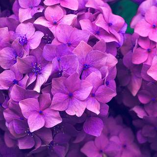 Desktop lavander wallpaper