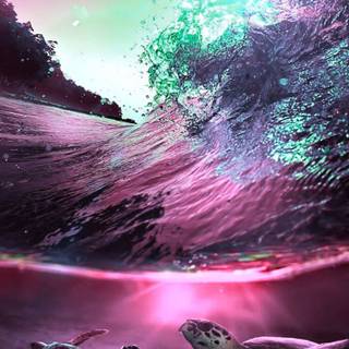 Purple turtles wallpaper