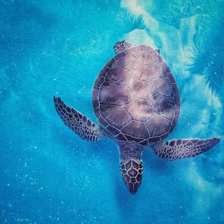 Purple turtles wallpaper