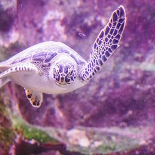 Purple turtles wallpaper