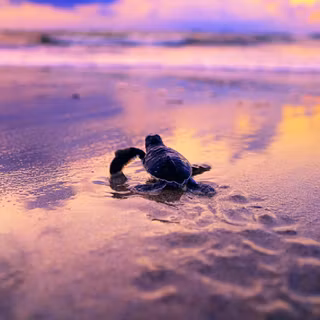 Purple turtles wallpaper