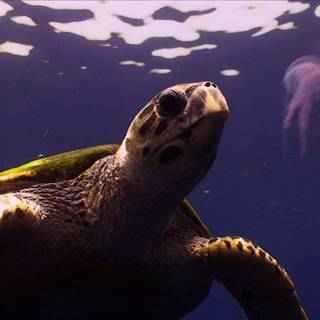 Purple turtles wallpaper