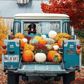 Teal autumn wallpaper