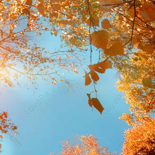 Teal autumn wallpaper