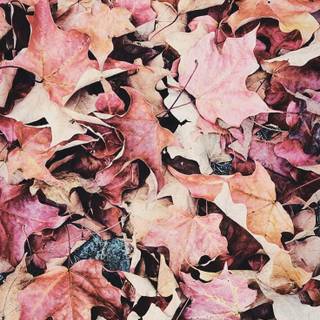 Pink aesthetic autumn wallpaper