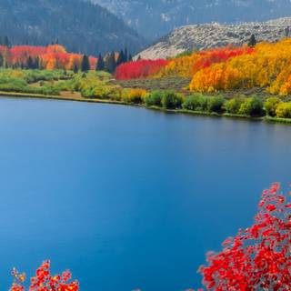 Teal autumn wallpaper