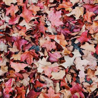 Pink aesthetic autumn wallpaper